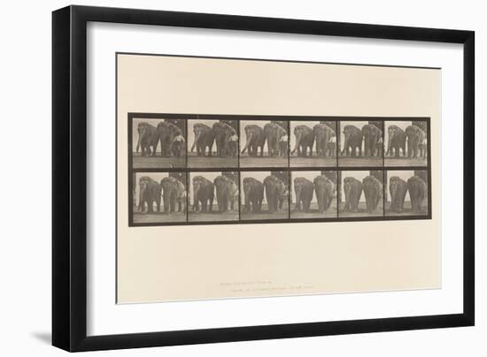 Plate 734. Elephants; Two, Walking, 1885 (Collotype on Paper)-Eadweard Muybridge-Framed Giclee Print