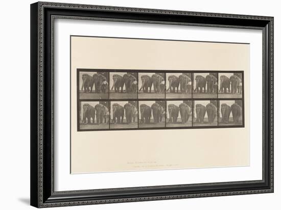 Plate 734. Elephants; Two, Walking, 1885 (Collotype on Paper)-Eadweard Muybridge-Framed Giclee Print