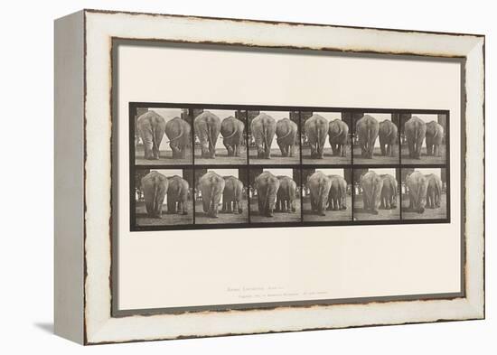 Plate 735. Elephants; Two, Walking, 1885 (Collotype on Paper)-Eadweard Muybridge-Framed Premier Image Canvas