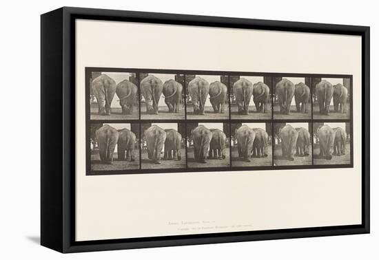 Plate 735. Elephants; Two, Walking, 1885 (Collotype on Paper)-Eadweard Muybridge-Framed Premier Image Canvas