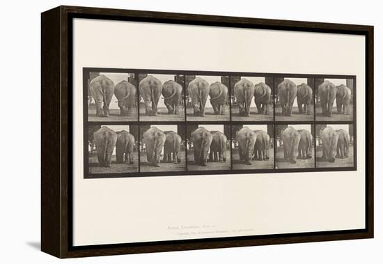 Plate 735. Elephants; Two, Walking, 1885 (Collotype on Paper)-Eadweard Muybridge-Framed Premier Image Canvas