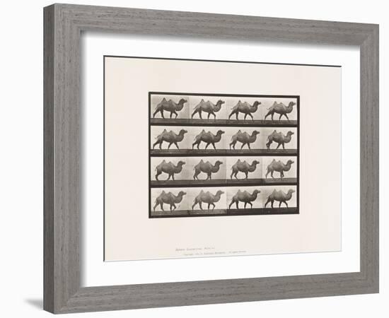 Plate 737. Bactrian Camel; Walking, 1885 (Collotype on Paper)-Eadweard Muybridge-Framed Giclee Print