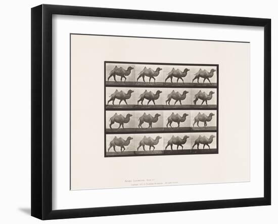 Plate 737. Bactrian Camel; Walking, 1885 (Collotype on Paper)-Eadweard Muybridge-Framed Giclee Print