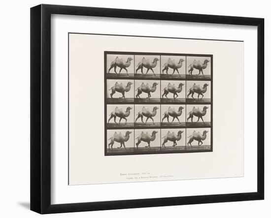 Plate 738. Bactrian Camel; Racking, 1885 (Collotype on Paper)-Eadweard Muybridge-Framed Giclee Print