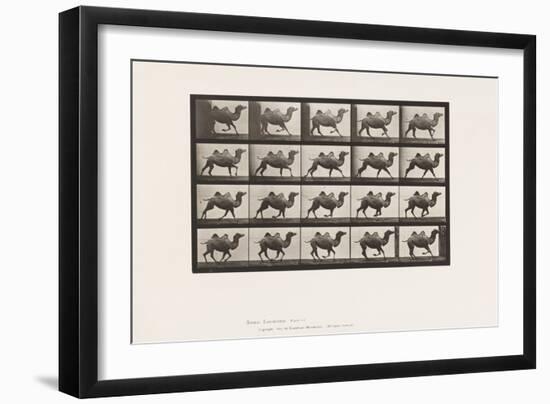 Plate 739. Bactrian Camel; Galloping, 1885 (Collotype on Paper)-Eadweard Muybridge-Framed Giclee Print