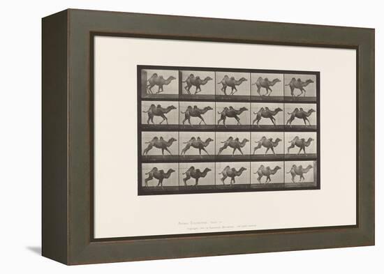 Plate 740. Bactrian Camel; (Young), Galloping, 1885 (Collotype on Paper)-Eadweard Muybridge-Framed Premier Image Canvas