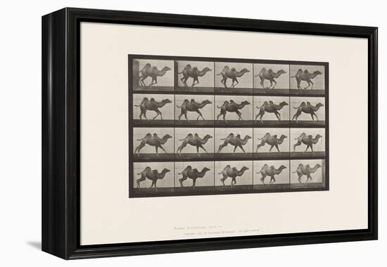 Plate 740. Bactrian Camel; (Young), Galloping, 1885 (Collotype on Paper)-Eadweard Muybridge-Framed Premier Image Canvas