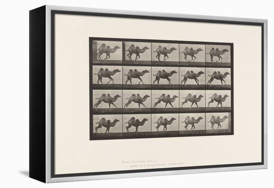 Plate 740. Bactrian Camel; (Young), Galloping, 1885 (Collotype on Paper)-Eadweard Muybridge-Framed Premier Image Canvas