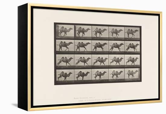 Plate 740. Bactrian Camel; (Young), Galloping, 1885 (Collotype on Paper)-Eadweard Muybridge-Framed Premier Image Canvas