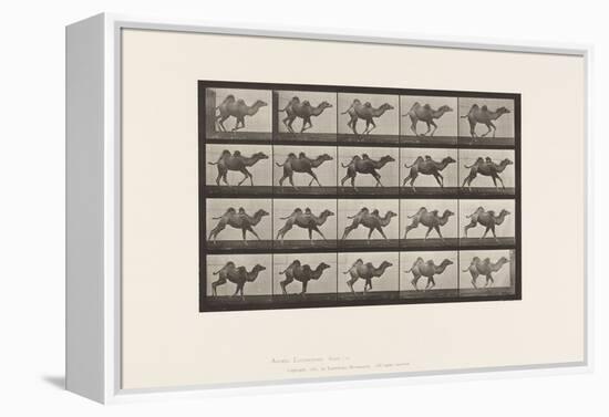 Plate 740. Bactrian Camel; (Young), Galloping, 1885 (Collotype on Paper)-Eadweard Muybridge-Framed Premier Image Canvas