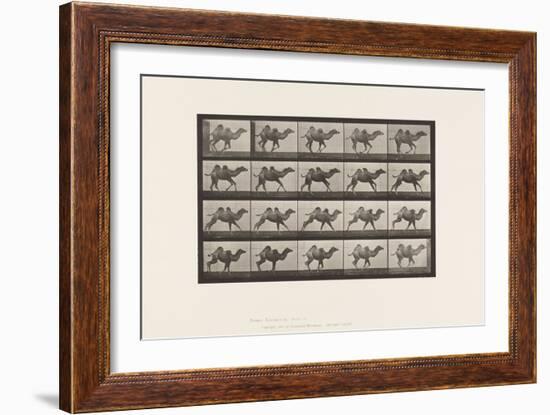 Plate 740. Bactrian Camel; (Young), Galloping, 1885 (Collotype on Paper)-Eadweard Muybridge-Framed Giclee Print