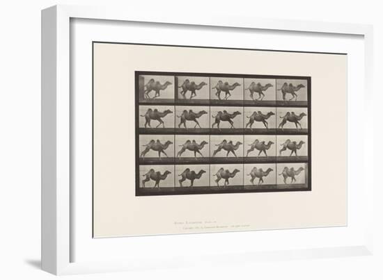 Plate 740. Bactrian Camel; (Young), Galloping, 1885 (Collotype on Paper)-Eadweard Muybridge-Framed Giclee Print