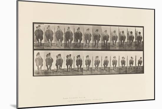 Plate 742. Bactrian Camel; A, Racking; B, Galloping, 1885 (Collotype on Paper)-Eadweard Muybridge-Mounted Giclee Print