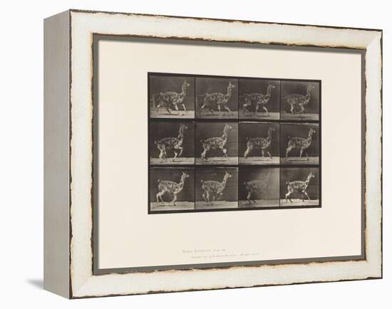 Plate 743. Guanaco; Galloping, 1885 (Collotype on Paper)-Eadweard Muybridge-Framed Premier Image Canvas