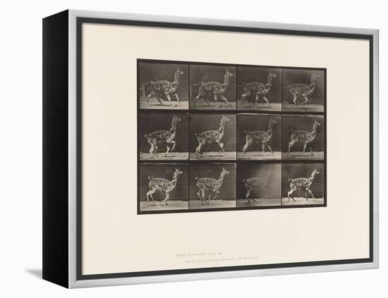 Plate 743. Guanaco; Galloping, 1885 (Collotype on Paper)-Eadweard Muybridge-Framed Premier Image Canvas