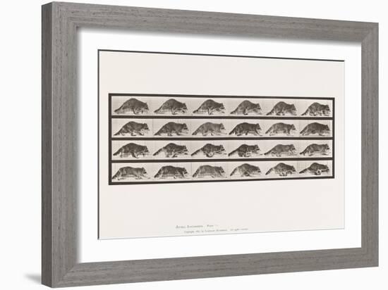 Plate 744. Raccoon; Walking; Change to Galloping, 1885 (Collotype on Paper)-Eadweard Muybridge-Framed Giclee Print