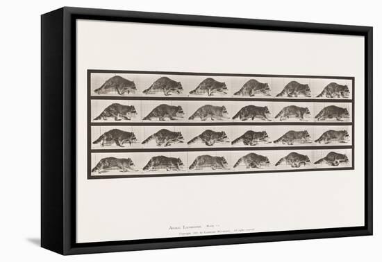 Plate 744. Raccoon; Walking; Change to Galloping, 1885 (Collotype on Paper)-Eadweard Muybridge-Framed Premier Image Canvas