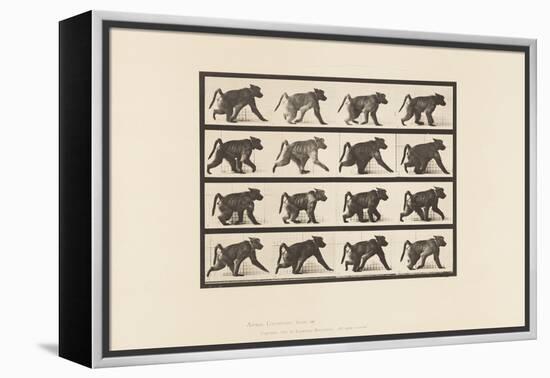 Plate 747. Baboon; Walking on All-Fours, 1885 (Collotype on Paper)-Eadweard Muybridge-Framed Premier Image Canvas