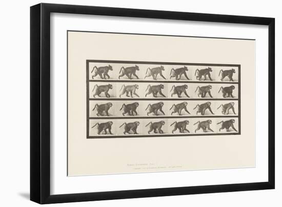 Plate 748. Baboon; Walking on All-Fours, 1885 (Collotype on Paper)-Eadweard Muybridge-Framed Giclee Print