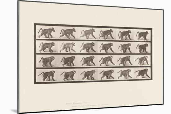 Plate 748. Baboon; Walking on All-Fours, 1885 (Collotype on Paper)-Eadweard Muybridge-Mounted Giclee Print