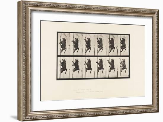 Plate 749. Baboon; Climbing a Pole, 1885 (Collotype on Paper)-Eadweard Muybridge-Framed Giclee Print