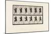 Plate 749. Baboon; Climbing a Pole, 1885 (Collotype on Paper)-Eadweard Muybridge-Mounted Giclee Print