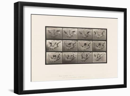 Plate 750. Sloth; Walking, Suspended on a Horizontal Pole, 1885 (Collotype on Paper)-Eadweard Muybridge-Framed Giclee Print