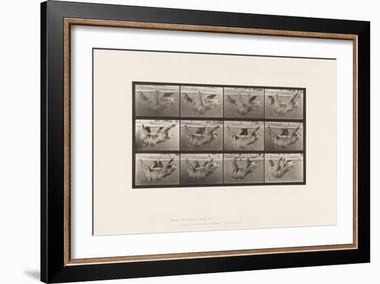 Plate 750. Sloth; Walking, Suspended on a Horizontal Pole, 1885 (Collotype on Paper)-Eadweard Muybridge-Framed Giclee Print