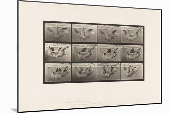 Plate 750. Sloth; Walking, Suspended on a Horizontal Pole, 1885 (Collotype on Paper)-Eadweard Muybridge-Mounted Giclee Print
