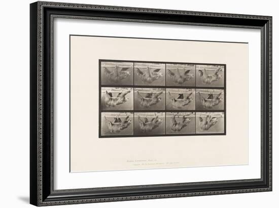 Plate 750. Sloth; Walking, Suspended on a Horizontal Pole, 1885 (Collotype on Paper)-Eadweard Muybridge-Framed Giclee Print
