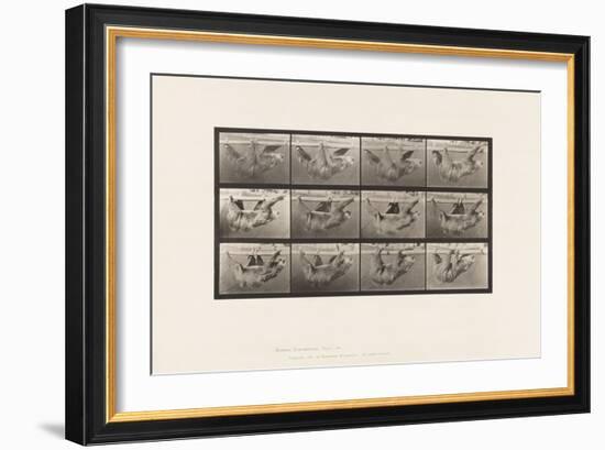 Plate 750. Sloth; Walking, Suspended on a Horizontal Pole, 1885 (Collotype on Paper)-Eadweard Muybridge-Framed Giclee Print