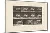 Plate 751. Kangaroo; Walking on All-Fours; Change to Jumping, 1885 (Collotype on Paper)-Eadweard Muybridge-Mounted Giclee Print