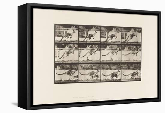 Plate 752. Kangaroo; Jumping, 1885 (Collotype on Paper)-Eadweard Muybridge-Framed Premier Image Canvas