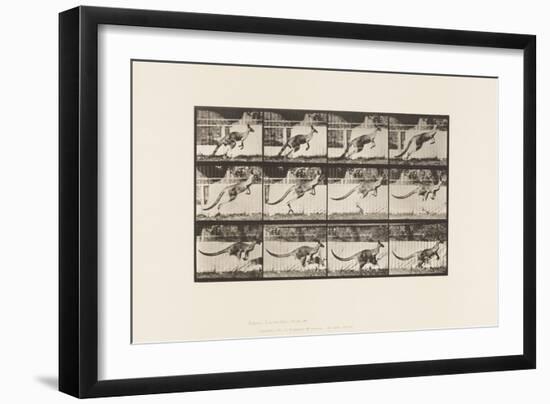 Plate 752. Kangaroo; Jumping, 1885 (Collotype on Paper)-Eadweard Muybridge-Framed Giclee Print