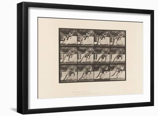 Plate 753. Kangaroo; Jumping, 1885 (Collotype on Paper)-Eadweard Muybridge-Framed Giclee Print