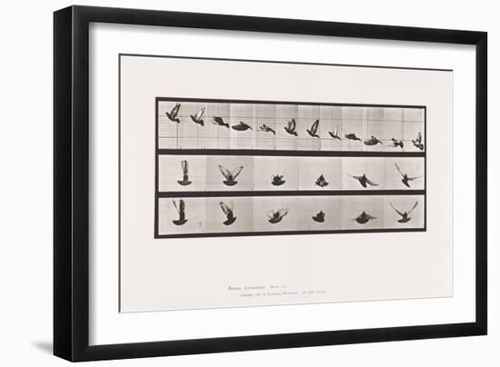 Plate 755. Pigeon; Flying, 1885 (Collotype on Paper)-Eadweard Muybridge-Framed Giclee Print