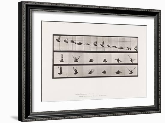 Plate 755. Pigeon; Flying, 1885 (Collotype on Paper)-Eadweard Muybridge-Framed Giclee Print