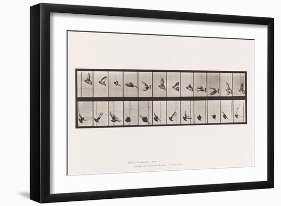 Plate 756. Pigeon; Flying, 1885 (Collotype on Paper)-Eadweard Muybridge-Framed Giclee Print