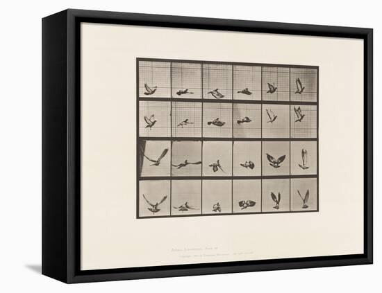 Plate 757. Pigeon; Flying, 1885 (Collotype on Paper)-Eadweard Muybridge-Framed Premier Image Canvas