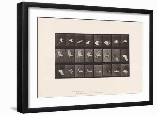 Plate 758. Cockatoo; Flying, 1885 (Collotype on Paper)-Eadweard Muybridge-Framed Giclee Print