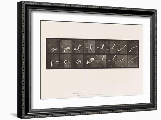 Plate 761. Cockatoo; Flying, 1885 (Collotype on Paper)-Eadweard Muybridge-Framed Giclee Print