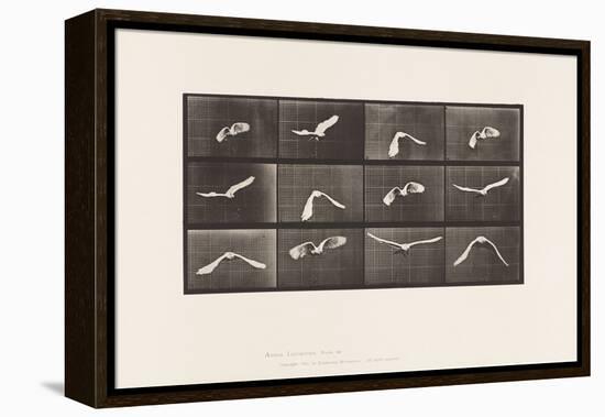 Plate 762. Cockatoo; Flying, 1885 (Collotype on Paper)-Eadweard Muybridge-Framed Premier Image Canvas