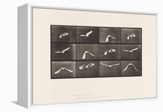 Plate 762. Cockatoo; Flying, 1885 (Collotype on Paper)-Eadweard Muybridge-Framed Premier Image Canvas