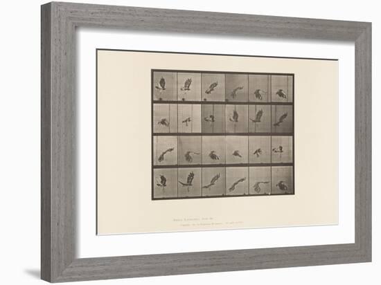 Plate 763. Red-Tailed Hawk; Flying, 1885 (Collotype on Paper)-Eadweard Muybridge-Framed Giclee Print