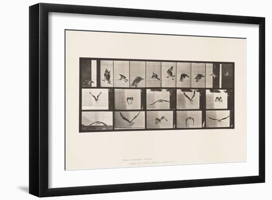 Plate 764. Fish Hawk; Flying, 1885 (Collotype on Paper)-Eadweard Muybridge-Framed Giclee Print