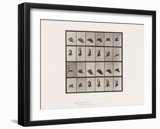 Plate 765. Vulture; Flying, 1885 (Collotype on Paper)-Eadweard Muybridge-Framed Giclee Print