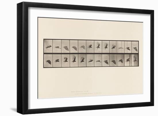 Plate 766. Vulture; Flying, 1885 (Collotype on Paper)-Eadweard Muybridge-Framed Giclee Print