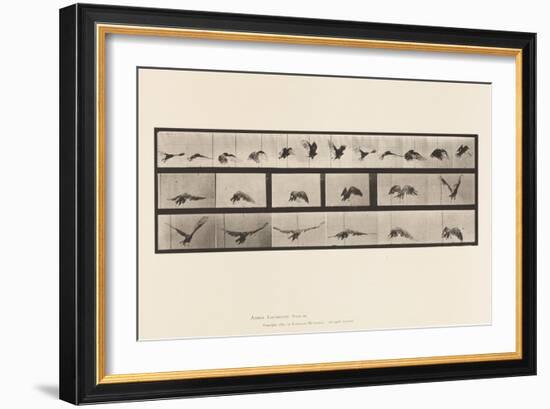 Plate 768. Vulture; Flying, 1885 (Collotype on Paper)-Eadweard Muybridge-Framed Giclee Print