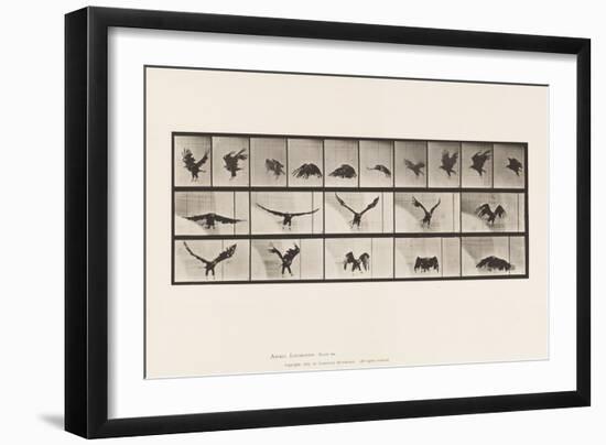 Plate 769. American Eagle; Flying, 1885 (Collotype on Paper)-Eadweard Muybridge-Framed Giclee Print