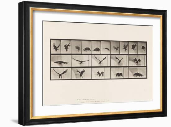 Plate 769. American Eagle; Flying, 1885 (Collotype on Paper)-Eadweard Muybridge-Framed Giclee Print